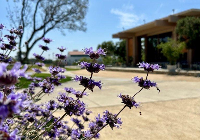 Lavender Plant McConnell